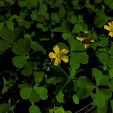 Image result for Oxalis corniculata