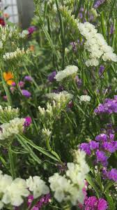 Image result for Limonium sinuatum