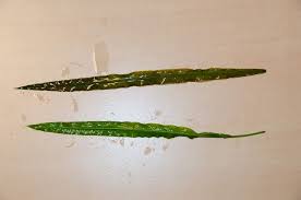 Image result for Potamogeton schweinfurthii