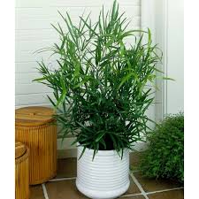 Image result for Asparagus falcatus