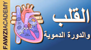 القلب والدورة الدموية الدورة الدموية الكبرى والصغرى في جسم الانسان بالفيديو عربي Youtube Tri Projects To Try