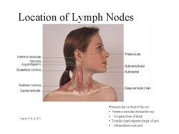 Cervical lymph nodes, like the rest of the body's lymph nodes, are responsible for fighting infection. Neck Inspection Of Carotid Arteries Thyroid Lymph Nodes