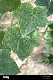 Image result for spider mites cucumber plants