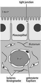 Angenommenes trennungssystem zwischen blut und ↑liquor (als schutzschranke für das zentralnervensystem). Blut Liquor Schranke Lexikon Der Neurowissenschaft