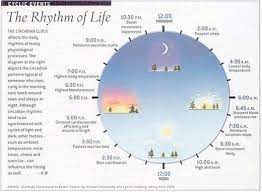 are you a night owl or an early bird circadian rhythm circadian rhythm chart chinese clock