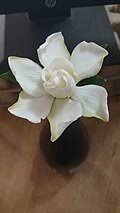 Image result for Gardenia transvenulosa