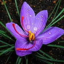 Saffron Crocus Saffron Flower Saffron Crocus Expensive Flowers