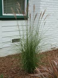 Image result for Miscanthus violaceus