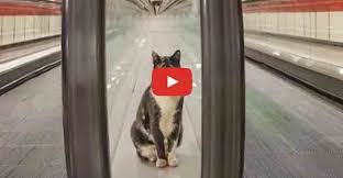 A Stray Cat Has Made A Train Station Its Home And Greets Commuters Every Day We Love Cats And Kittens Cat Training Stray Cat Cat Has Fleas