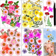 Maybe you would like to learn more about one of these? Buy Dried Flowers For Resin 100 Pcs Real Dry Flowers For Resin Real Dried Flowers For Resin Natural Pressed Dried Flowers Real Dried Pressed Dry Flowers For Resin 100 Pcs1 Online In