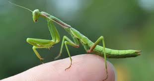 One of the most distinctive features of northern praying mantis is the praying mantis hook (螳螂勾; What Do Praying Mantis Eat Are They Good For Your Garden