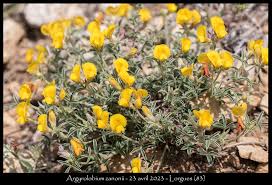 Image result for Argyrolobium rupestre