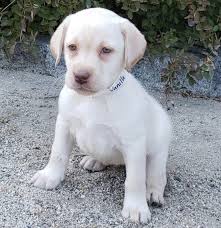 Johnson point labradors breeds akc chocolate, black, and yellow labs in olympia, wa. Vanilla Labrador Retriever Puppy 617715 Puppyspot