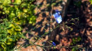 Image result for Linum
