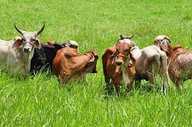 Ganaderia Y Agricultura Cattle Cow Animals