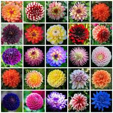 Online Shop 50 Seeds Color Gorgeous Dahlia Flower Seeds Easy To Grow Diy Home Garden Flower Free Shipping Flower Seeds Rare Flowers Cheap Flowers