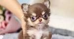 Chihuahua Puppies for Sale - Adoptapet