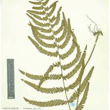 Image result for Huperzia afromontana