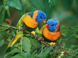 Good day, on this site you can quickly and conveniently download free wallpapers for your desktop. Birds Wallpapers Wallpaper Cave