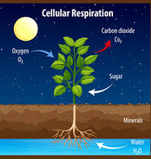 Plant Respiration Vector Images Over 270