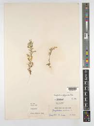 Image result for Gnaphalium polycaulon