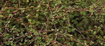 Image result for Coptosperma rhodesiacum