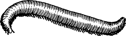 Neither are required, but it would be appreciated. Download Millipedes Computer Icons Drawing Centipedes Spirostreptus Millipede Clipart Black And White Png Image With No Background Pngkey Com
