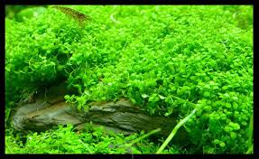 Neo Kim Suey Aquarium Nks Blk 211 Hougang Street 21 01 299 Singapore 530211 Tel 6288 1820 Hours 9am 9pm Nature Aquarium Aquatic Plants Pasir Ris