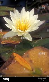 Image result for Nymphaeaceae