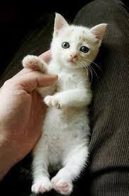 Top 56 Funny Cats And Kittens Pictures Funny Animals Funny Cat Dompict Com Chaton Mignon Chats Et Chatons Chat Trop Mignon