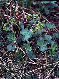 Image result for Alchemilla johnstonii