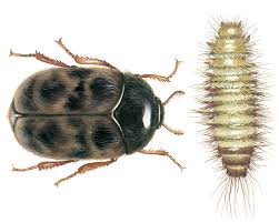 Image result for Cadaba termitaria