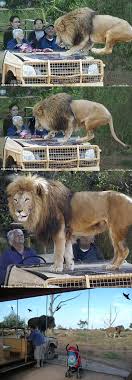 Weribee Zoo In Melbourne Australia Animals Cute Animals Australia Funny