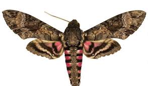 We did not find results for: Why Hawk Moths Are The Underdogs Of The Pollinator World Smithsonian Voices National Museum Of Natural History Smithsonian Magazine