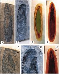 Image result for Newtonia