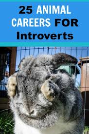 25 Animal Careers For Introverts Purpose Animal Jobs With Animals Work With Animals Horse Careers