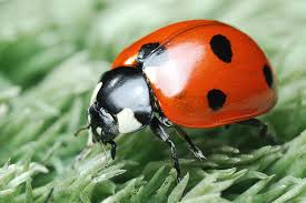 Rainbow nature: wildlife in ravishing red | Natural History Museum