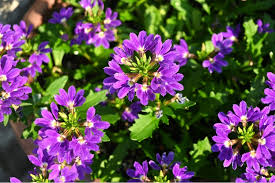 Image result for Scaevola