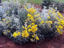 Its tomentose narrow leaves remain silver in color throughout the season. 29 Flowers Types Ideas Flowers Plants Beautiful Flowers
