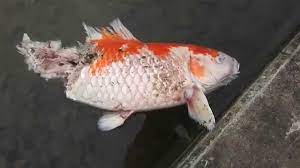 Don't flush the fish down the toilet. Dead Koi Fish Who Did This Youtube