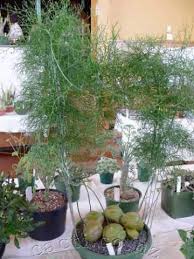 Image result for Bowiea volubilis