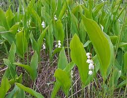 They should be planted in rich, well draining soil, in. Bjorn S Blog Flowers Of Kullfallet