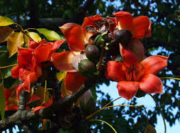 Image result for Bombax