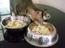 How To Make Cat Food At Home 2020 Updated Mypetguides Homemade Cat Food Recipes Food