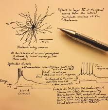 Pdf | relay cells are prevalent throughout sensory systems and receive for example, the visual thalamus contains relay neurons that receive driving inputs from the retina that. Sketch Of A Thalamic Relay Neuron The Quantum Thought