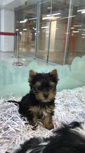 Siyah Kahve Yorkshire Terrier Yavrularimiz Siyah Kahve Yorkshire Terrier Yavrularimiz Kopek Kopekseverler Yorkshire Terrier Yorkshire Evcil Hayvanlar