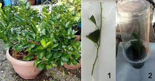 Tanam Pokok Limau Kasturi Dalam Pasu Cucuk Saja Ranting Dalam Tanah Nanti Keluarkan Anak Pokok Baru Vanilla Kismis