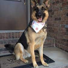 Maybe you would like to learn more about one of these? All Pet Supplies Equine Center Pet Store
