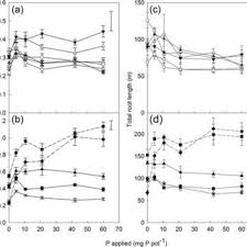 Image result for Rytidosperma davyi