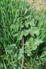 Wildkrauterliste Kaninchen Ernahrung Kaninchenhaltung Hasen Futter